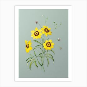 Vintage Coreopsis Elegans Botanical Art on Mint Green n.0837 Art Print