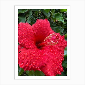 Raindrops On Hibiscus Flower Art Print