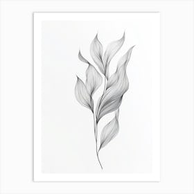 Drawing Of A Leaf 2 Art Print