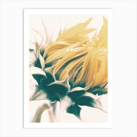 Closed Sunflower Art Print
