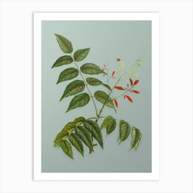 Vintage Tree of Heaven Botanical Art on Mint Green n.0585 Art Print