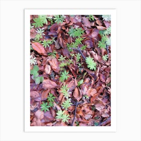 Small Plants On The Ground Art Print