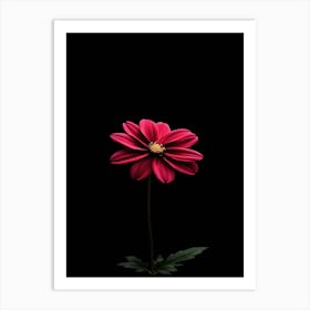 Single Pink Flower On Black Background 3 Art Print