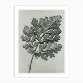 Feverfew Chrysanthemum (1928), Karl Blossfeldt Art Print