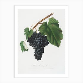 Black Canaiolo (Vitis Vinifera Etrusca) From Pomona Italiana (1817 - 1839) , Giorgio Gallesio Art Print