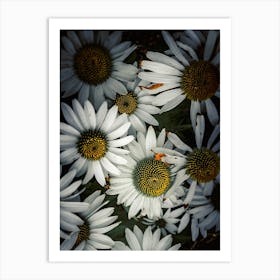 White Daisy Art Print