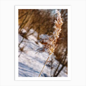 Frosty Reed Art Print