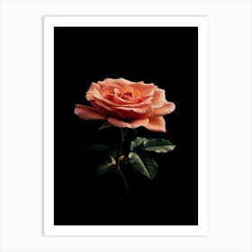 Peach Rose 15 Art Print