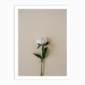 Single White Peony Art Print