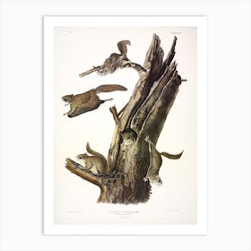 Common Flying Squirrel, John James Audubon Art Print