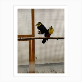 Toucans In Cage Art Print