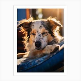 Dog Sleeping In The Sun Art Print