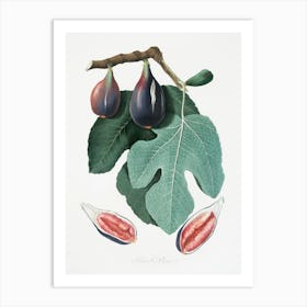 Fig (Figus Carica) From Pomona Italiana (1817 - 1839), Giorgio Gallesio Art Print
