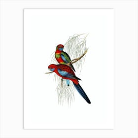 Vintage Pennant's Parakeet Bird Illustration on Pure White n.0061 Art Print