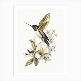 Buff Bellied Hummingbird Vintage Gold & Black Art Print