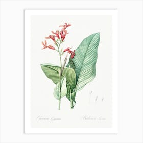 Canna Lily Illustration From Les Liliacées (1805), Pierre Joseph Redoute Art Print