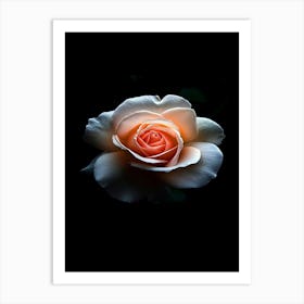 White Rose 3 Art Print