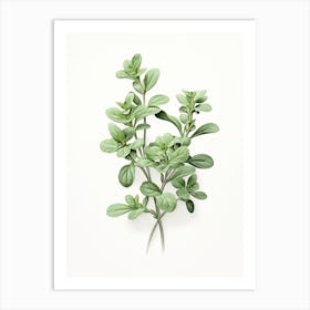 Oregano Vintage Botanical Herbs 0 Art Print