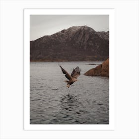 Sea Eagle Over Lake Art Print