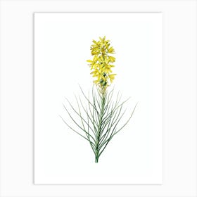 Vintage Yellow Asphodel Botanical Illustration on Pure White n.0188 Art Print