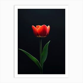 Single Red Tulip On Black Background Art Print