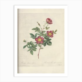 Rose Illustration, Pierre Joseph Redoute (59) Art Print