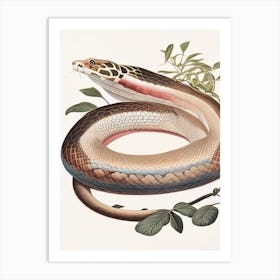 Cuban Boa 1 Vintage Art Print