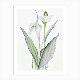 Zantedeschia Floral Quentin Blake Inspired Illustration 2 Flower Art Print