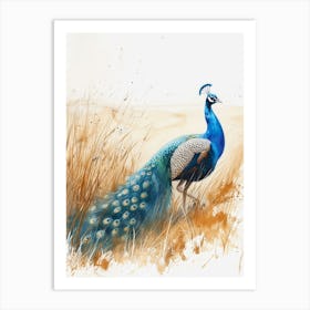 Watercolour Peacock In The Grass Art Print