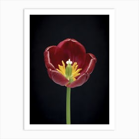 Tulip Art Print