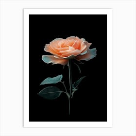 Peach Rose 2 Art Print