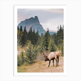 Montana Elk View Art Print