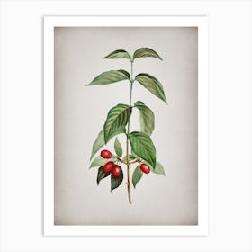 Vintage Cornelian Cherry Botanical on Parchment n.0553 Art Print