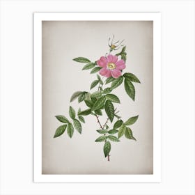 Vintage Pink Boursault Rose Botanical on Parchment n.0672 Art Print