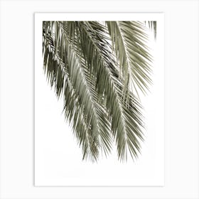 Palm Tree 2 Art Print