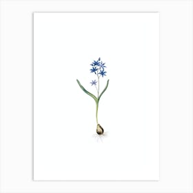 Vintage Alpine Squill Botanical Illustration on Pure White n.0613 Art Print