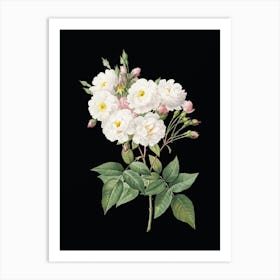 Vintage Noisette Roses Botanical Illustration on Solid Black n.0366 Art Print