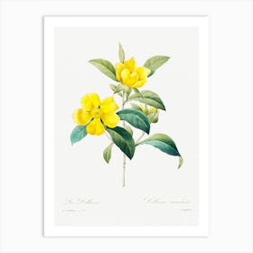 Golden Guinea Vine, Pierre Joseph Redoute Art Print