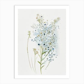 Baby's Breath Wildflower Watercolour 2 Art Print