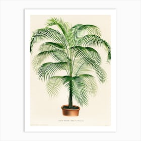 A lithograph of Cocos Weddelliana Art Print