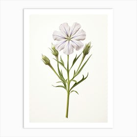 Pressed Wildflower Botanical Art Woodland Phlox 1 Art Print