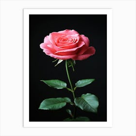 Pink Rose On Black Background 69 Art Print