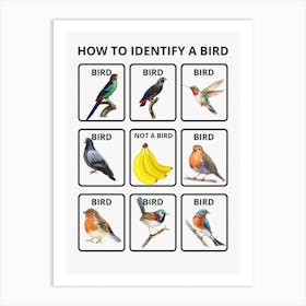 How To Identify A Bird Art Print