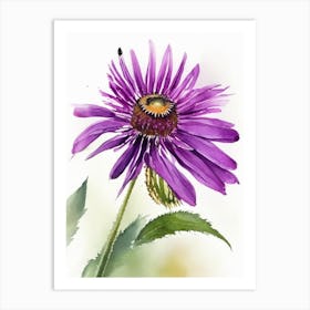 Purple Coneflower Wildflower Watercolour 1 Art Print