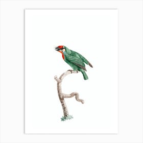 Vintage Vieillot's Barbet Bird Illustration on Pure White Art Print