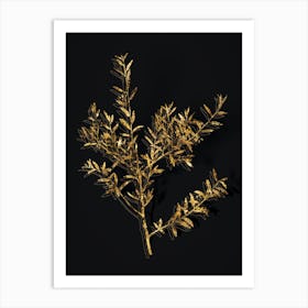 Vintage Myrtle Dahoon Branch Botanical in Gold on Black n.0595 Art Print