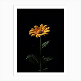 Single Yellow Daisy Art Print