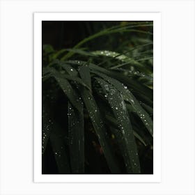 Rain Drops On Leaves Wall Decor Art Print