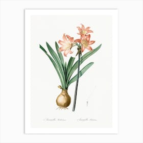 Amaryllis Belladonna Illustration, Pierre Joseph Redoute Art Print