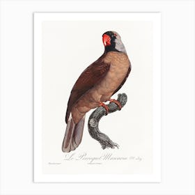 Mascarine Parrot From Natural History Of Parrots, Francois Levaillant Art Print